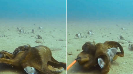 Un pulpo y un tiburón: buzo filma extraño 'abrazo' submarino (VIDEO)