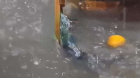 Solo ante la adversidad: ratón busca salvación durante riada (VIDEO)