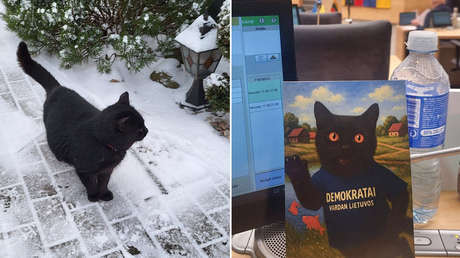 Cómo un gato podría decidir el futuro de una cadena de televisión pública