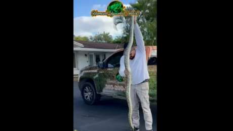 VIDEO: Capturan pitón birmana de 2 metros oculta en la palmera de un barrio en EE.UU.