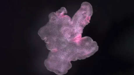 Origami sin cerebro: organismo plano que se desdobla solo podría inspirar materiales inteligentes