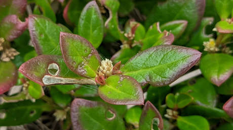 Un remedio casero brasileño muestra eficacia contra la artritis