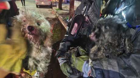 VIDEO: Heroico rescate de dos perritos en un incendio