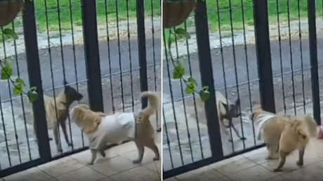 VIDEO: Perro callejero 'asalta' a un can doméstico y lo deja 'desnudo'
