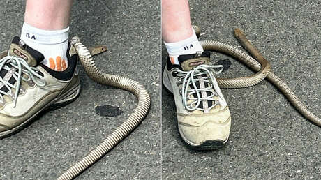 Una mortal serpiente queda atrapada en la cinta trasera del zapato de una mujer