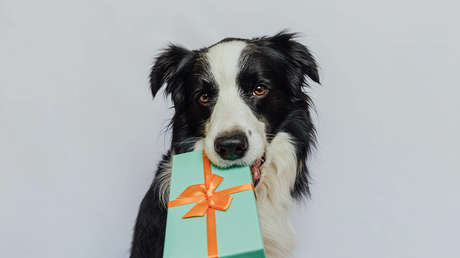 ¡La Navidad es para todos!: Cómo reaccionan los perros a sus regalos