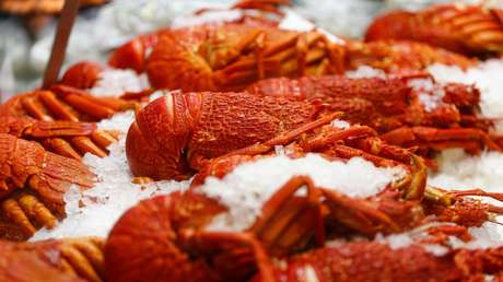 Roban langostas valoradas en 400.000 dólares en EE.UU.