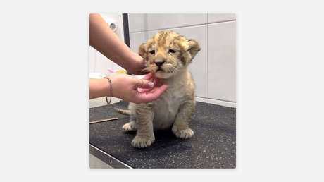 VIDEO: Cachorro de león en una estética canina desata investigación en Rusia