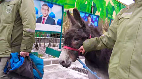 Del frente al zoológico: la nueva vida del burro Zhorik en Moscú (VIDEO)