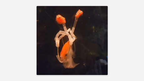 Crea un arnés para que su pez pueda moverse sin mayor esfuerzo (VIDEO)