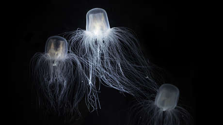 ¿Que se sabe sobre la única criatura en la Tierra capaz de vivir eternamente?