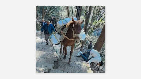 Mula hace rodar por la montaña a turista enfocado en su teléfono (VIDEO)