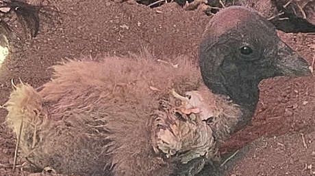 Nace en Venezuela una cría de cóndor andino, especie en peligro crítico de extinción