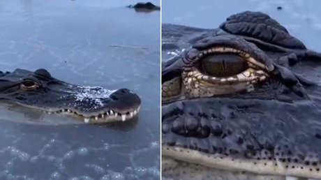 Así es cómo los caimanes sobreviven al invierno (VIDEO)