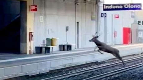 VIDEO: Ciervo 'fuera de control' causa sorpresa en una estación de tren