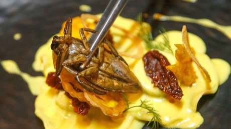 Quiebra la 'startup' europea líder en producción de proteína a base de insectos: ¿qué paso?