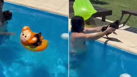 VIDEO: Gallinas afrontan el verano argentino como divas en una piscina y se vuelven sensación en la Red