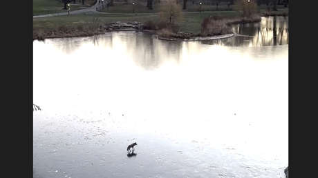 VIDEO: Un coyote pasea tranquilo sobre un estanque congelado en Central Park