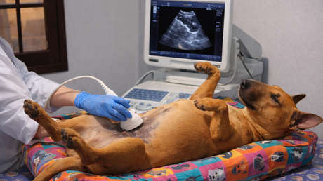 Momento zen: perro se vuelve viral por su calma total en una cita veterinaria (VIDEO)