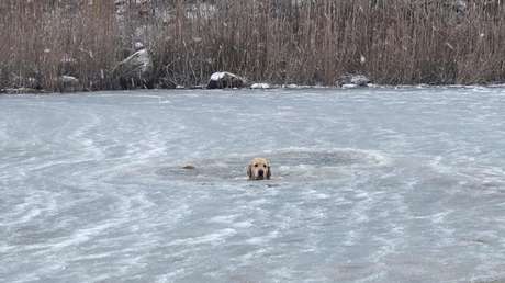 VIDEO: Dramático rescate de un perro atrapado en un estanque helado
