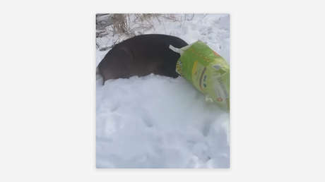 VIDEO: El "sospechoso enmascarado" resultó ser un ciervo enredado en una bolsa