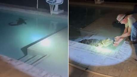 Chapuzón nocturno: cocodrilo se mete a una piscina familiar en medio de la noche (VIDEO)