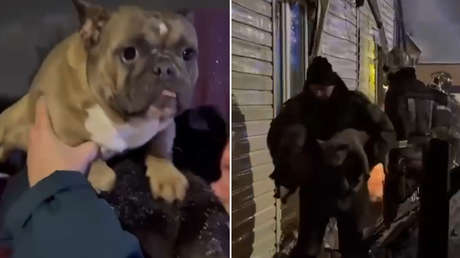 VIDEO: Rescatistas rusos salvan a 17 perros de morir en un edificio en llamas