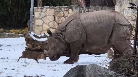 ¿El tamaño no importa? Un pequeño ciervo desafía a una rinoceronte de 1,7 toneladas (VIDEO)