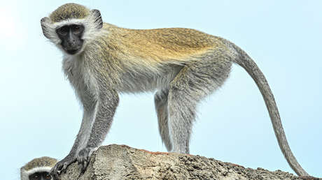 Primates de procedencia desconocida deambulan por las calles de una ciudad estadounidense