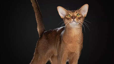 Eligen a un gato ruso como el mejor del mundo