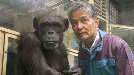 Muere Ai, la chimpancé genio que reconocía jeroglíficos chinos y el alfabeto latino
