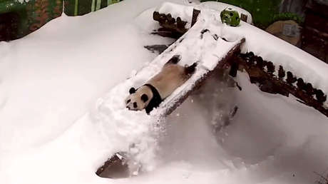 VIDEO adorable: Panda juega con la nieve en el zoo de Moscú