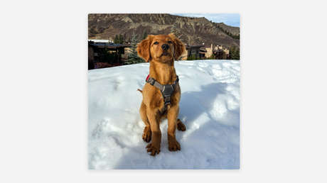 VIDEO: Cachorro aspirante a rescatista conquista las redes desde las pistas de esquí en EE.UU.