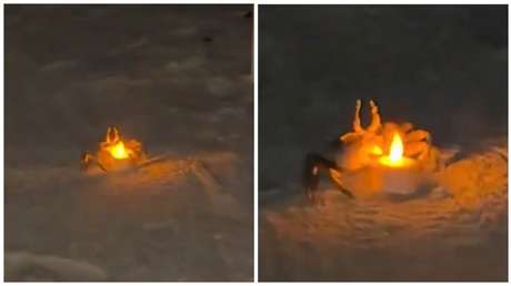 VIDEO: Cangrejos se roban el 'show' de una cita romántica en la playa