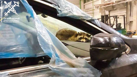 Un mapache viaja en secreto de EE.UU. a Bielorrusia (VIDEOS)