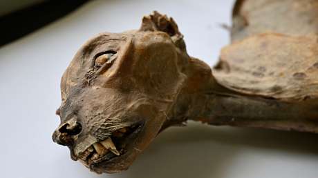 Hallan guepardos momificados de hasta 4.000 años en cuevas de Arabia Saudita (FOTO, VIDEO)