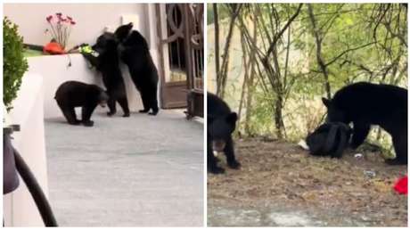 VIDEO: Osos 'asaltan' la casa de un futbolista mexicano y se llevan 'un trofeo'