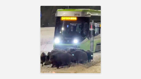 VIDEO: Un inesperado obstáculo bloquea el paso de tranvías en Polonia