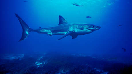 Un niño en estado crítico tras el ataque de un gran tiburón en Australia