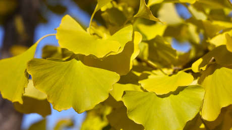 El 'fósil viviente' que podría mejorar su mente, circulación y visión