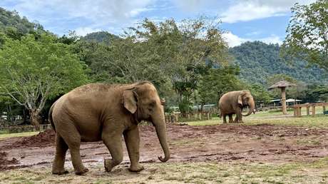 Un 'elefante asesino' deja casi 20 personas muertas en 10 días en la India (VIDEO)