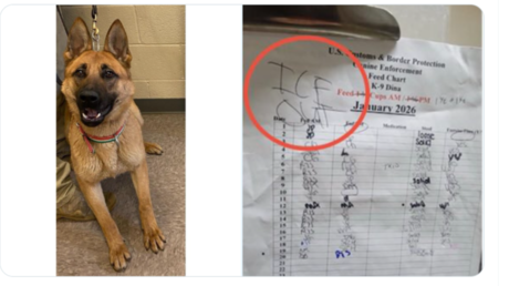 Denuncian que agitadores contra el ICE "van por los perros"