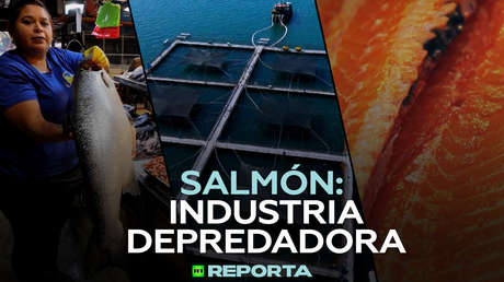 Salmón: industria depredadora
