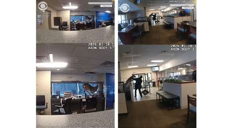 Escenas de locura: un ciervo atraviesa una ventana y arrasa un banco (VIDEO)