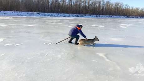 Así rescataron a un ciervo atrapado 'en una trampa' resbaladiza de hielo (VIDEO)
