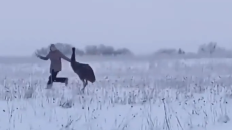 Fuga a toda velocidad: el avestruz que quiso ser libre (por unas horas)
