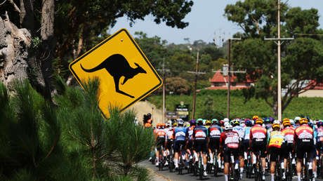 VIDEO: El insólito impacto de un canguro en una carrera ciclista a toda velocidad