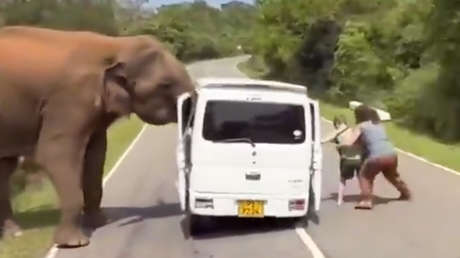VIDEO: Terrorífico encuentro entre un elefante enfurecido y turistas en Sri Lanka
