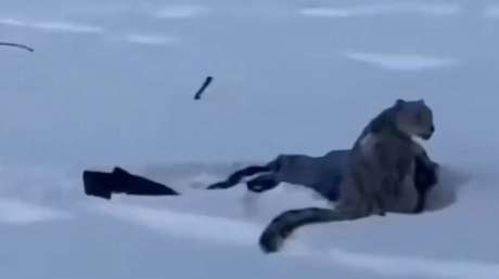 VIDEO: Esto pasa si intentas hacer una selfi con un leopardo