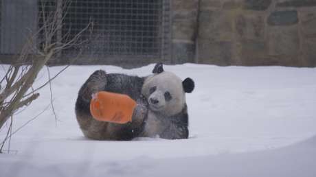 VIDEO: Pandas viven su mejor momento en medio de fuerte tormenta invernal en EE.UU.